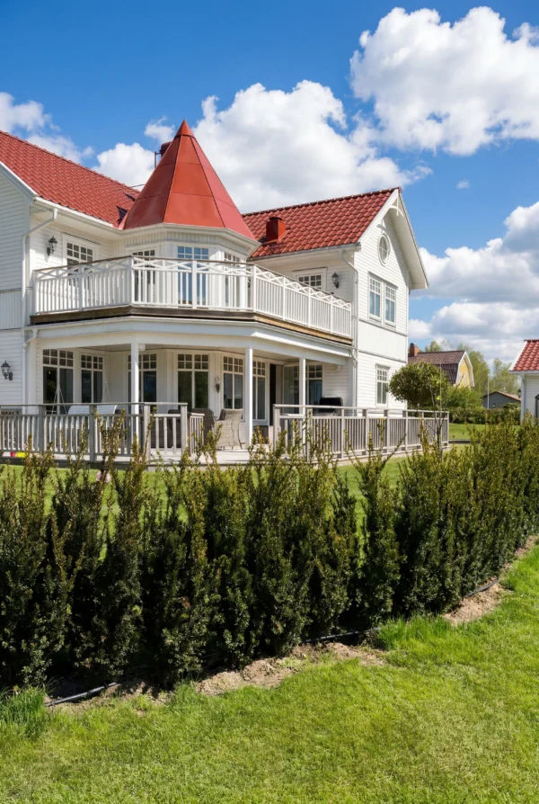 Hybridbarlind Hillii Krukke Budsjettpakke 100-140cm - Bilde 3